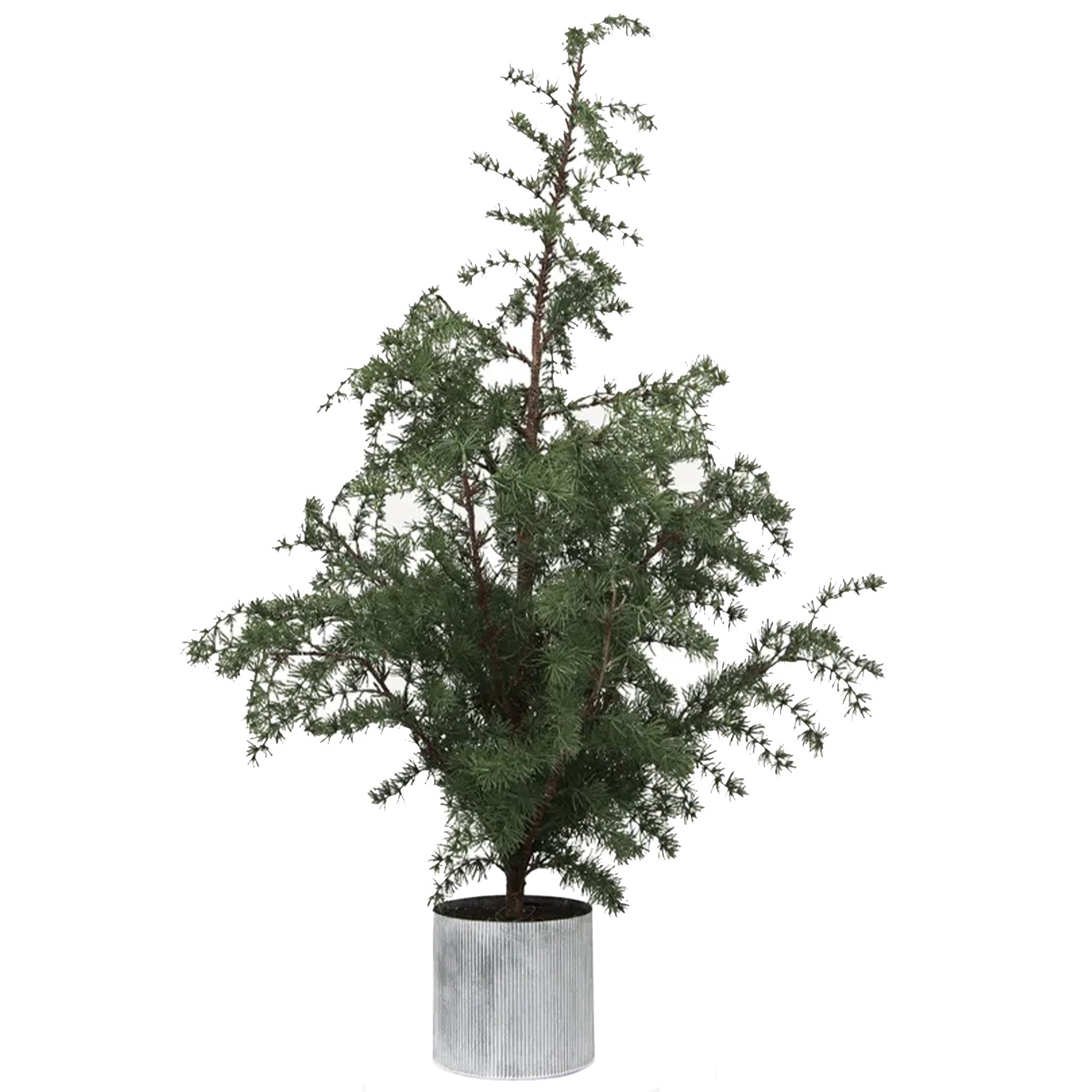 A potted artificial Fraser Fir Christmas tree with delicate needles and realistic branches, sitting in a galvanised zinc pot.