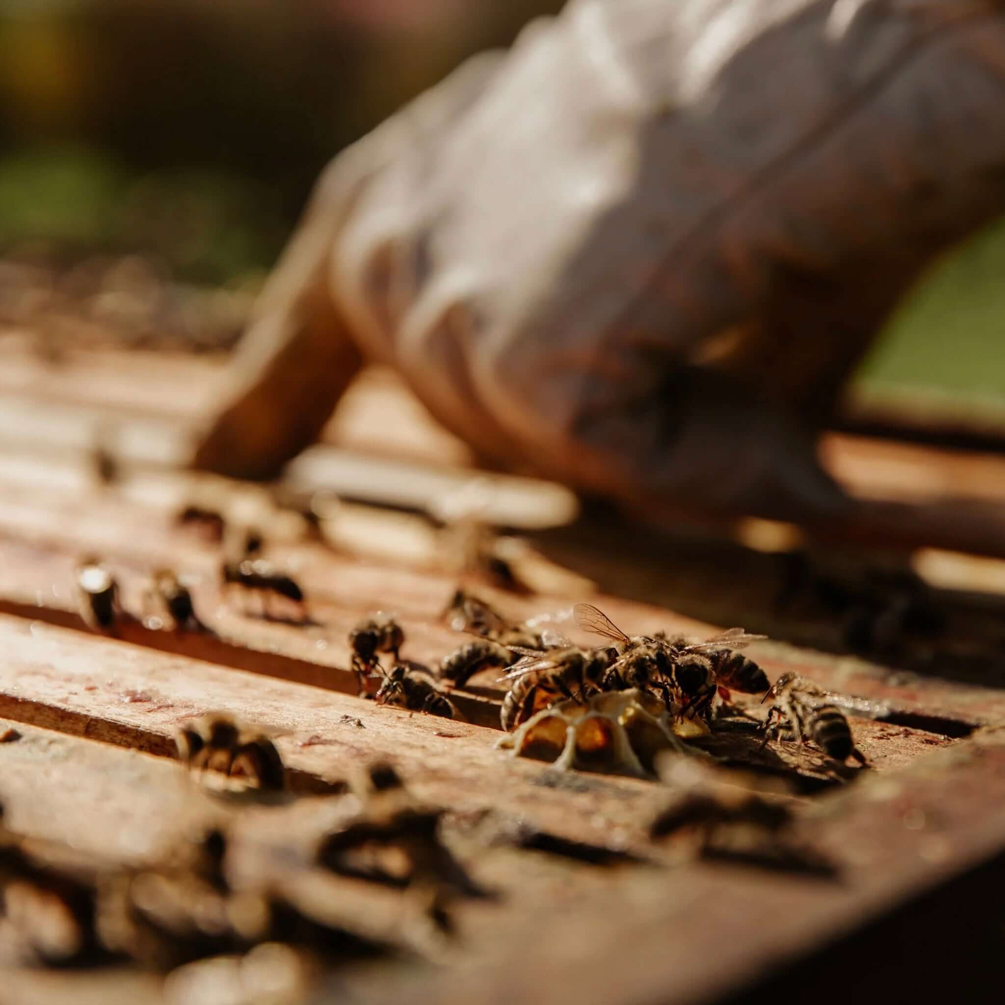 Alt Tag: Real World NZ Repair Everything Balm Tube - Mānuka, Mamaku & Kawakawa with mānuka honey bees on hive frames for skin soothing