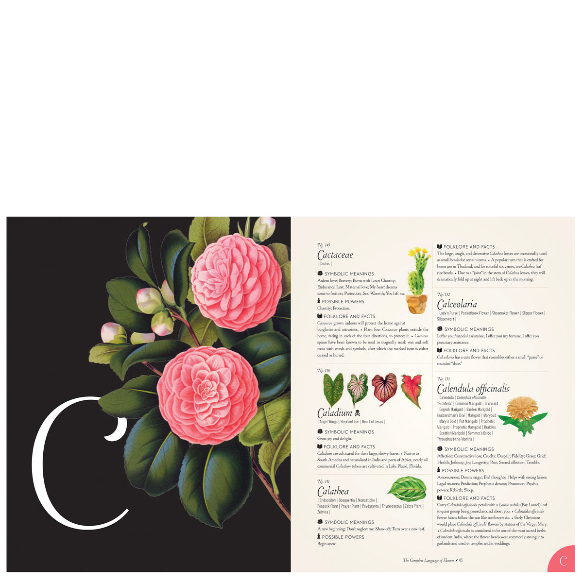 The Complete Language of Flowers A Definitive & Illustrated History