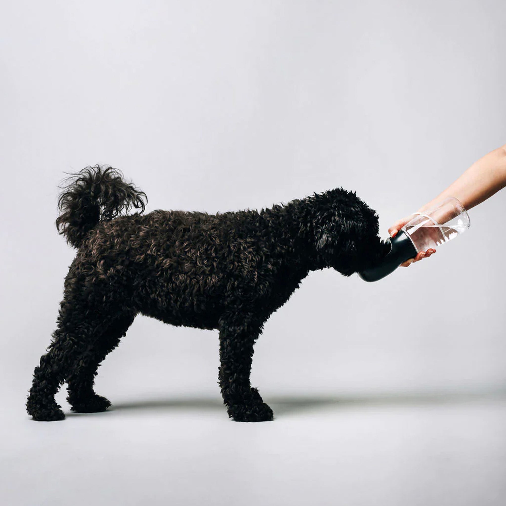 Poodle drinking out of a pet water bottle.