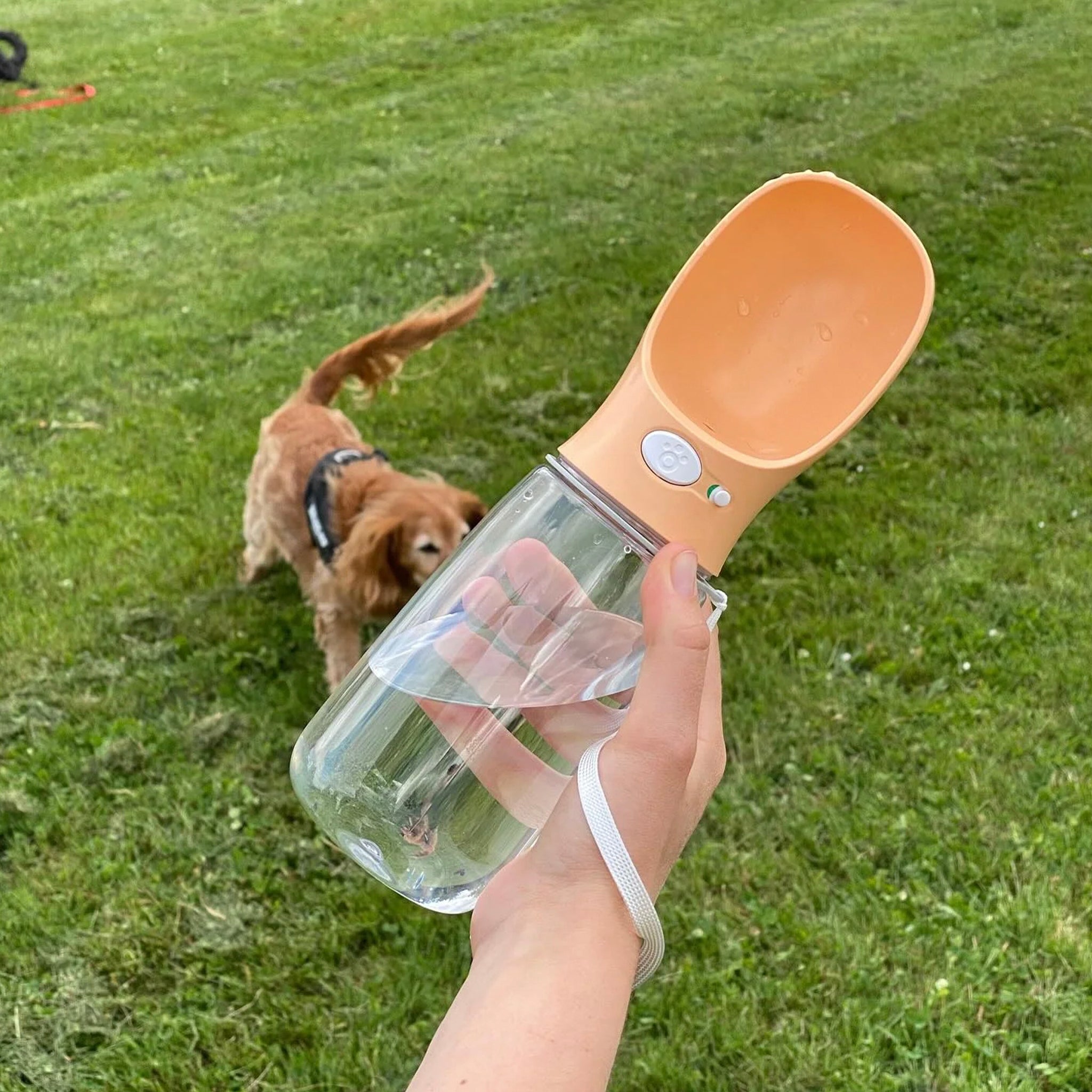 Hand holding a pet water bottle with a dog in the background on grass