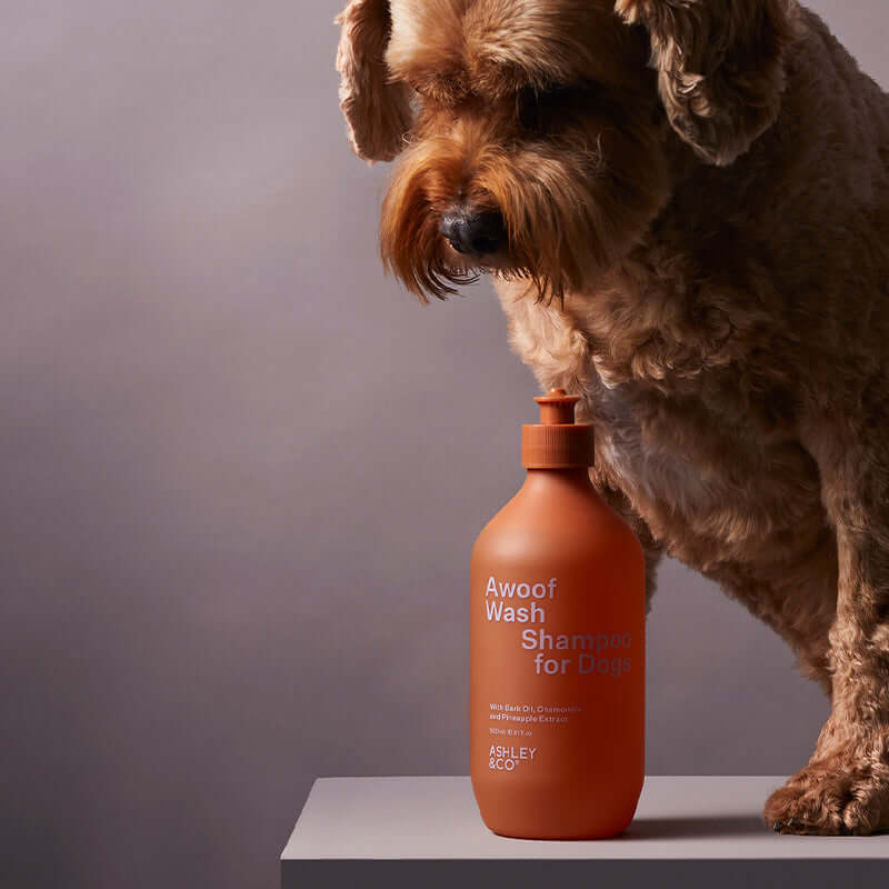 Alt Tag: Ashley & Co Pet Awoof Dog Shampoo bottle beside curly-haired dog on pedestal, natural plant-based wash for a clean, soothed coat