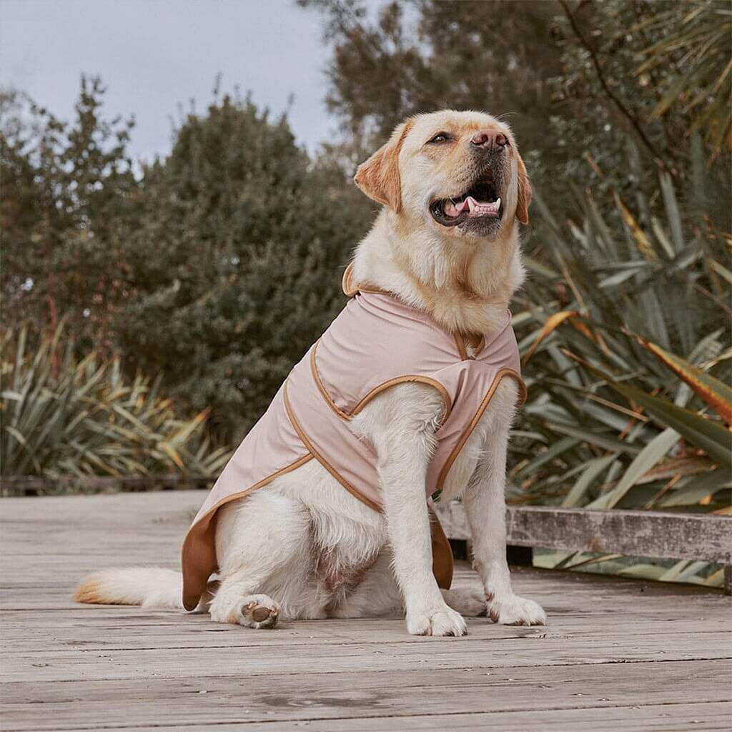 Alt Tag: Golden retriever wearing Crywolf Ruff Dog Jacket - Dusty Pink outdoors, warm waterproof fleece-lined dog coat with reflective details