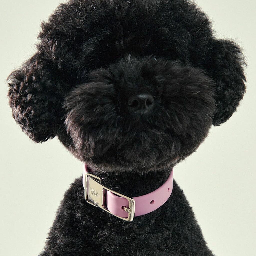 Frank Green Pet Collar with Name Tag - Lilac Haze - Tea Pea Home