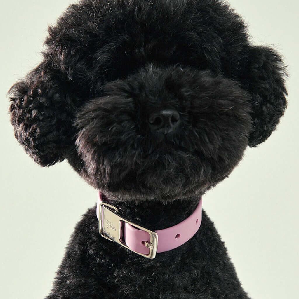 Frank Green Pet Collar with Name Tag - Lilac Haze - Tea Pea Home