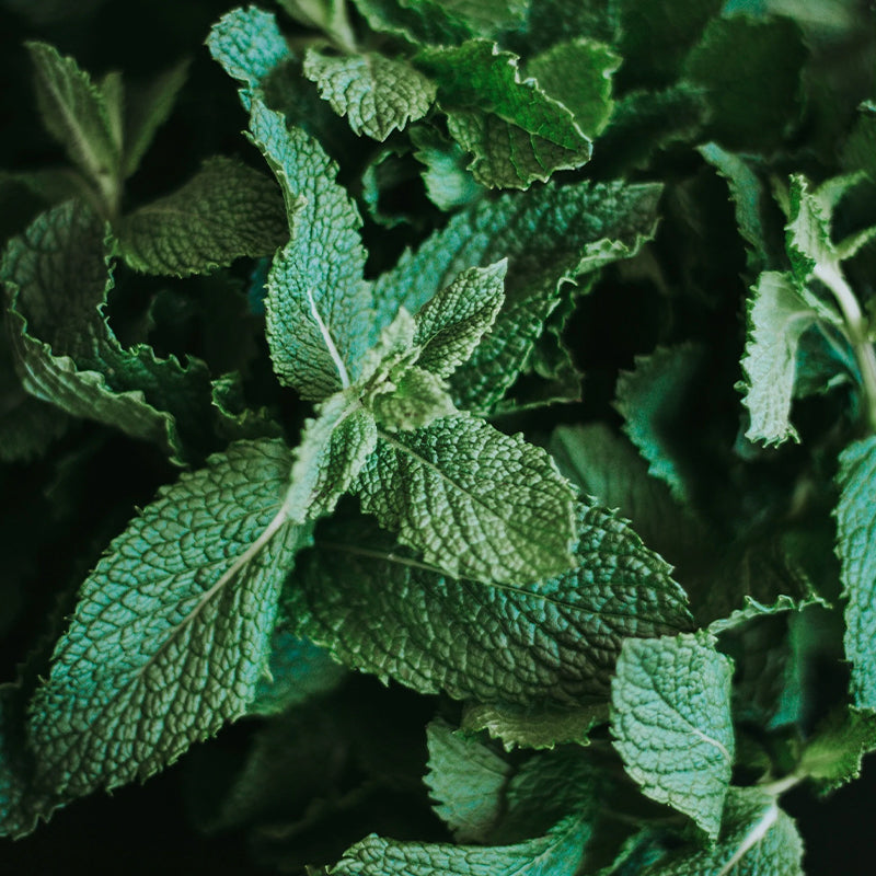 Real World NZ Revive Hand Wash - Horopito, Cucumber & Mint - Tea Pea Home