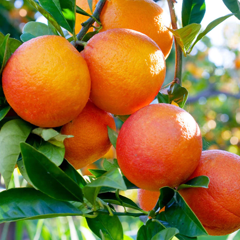 Real World NZ Restore Body Lotion - Harakeke & Blood Orange - Tea Pea Home