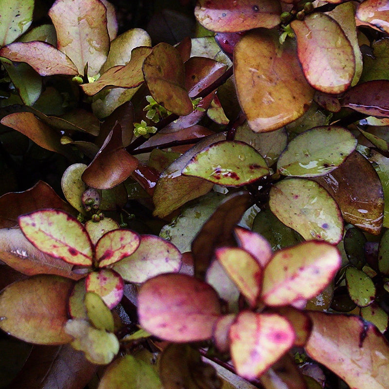 Real World NZ Revive Body Wash - Horopito, Cucumber & Mint - Tea Pea Home