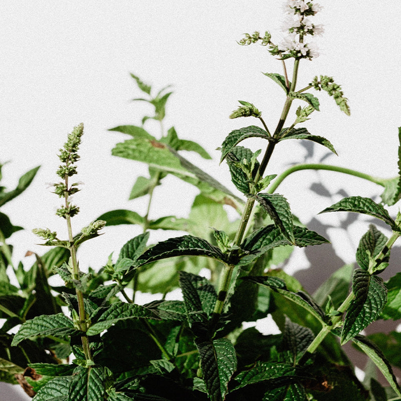 Real World NZ Revive Body Lotion - Horopito, Cucumber & Mint - Tea Pea Home