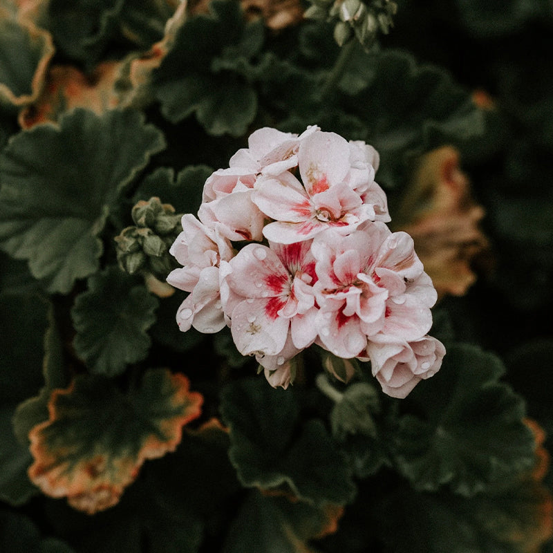 Real World NZ Rest Body Lotion - Manuka & Rose Geranium - Tea Pea Home