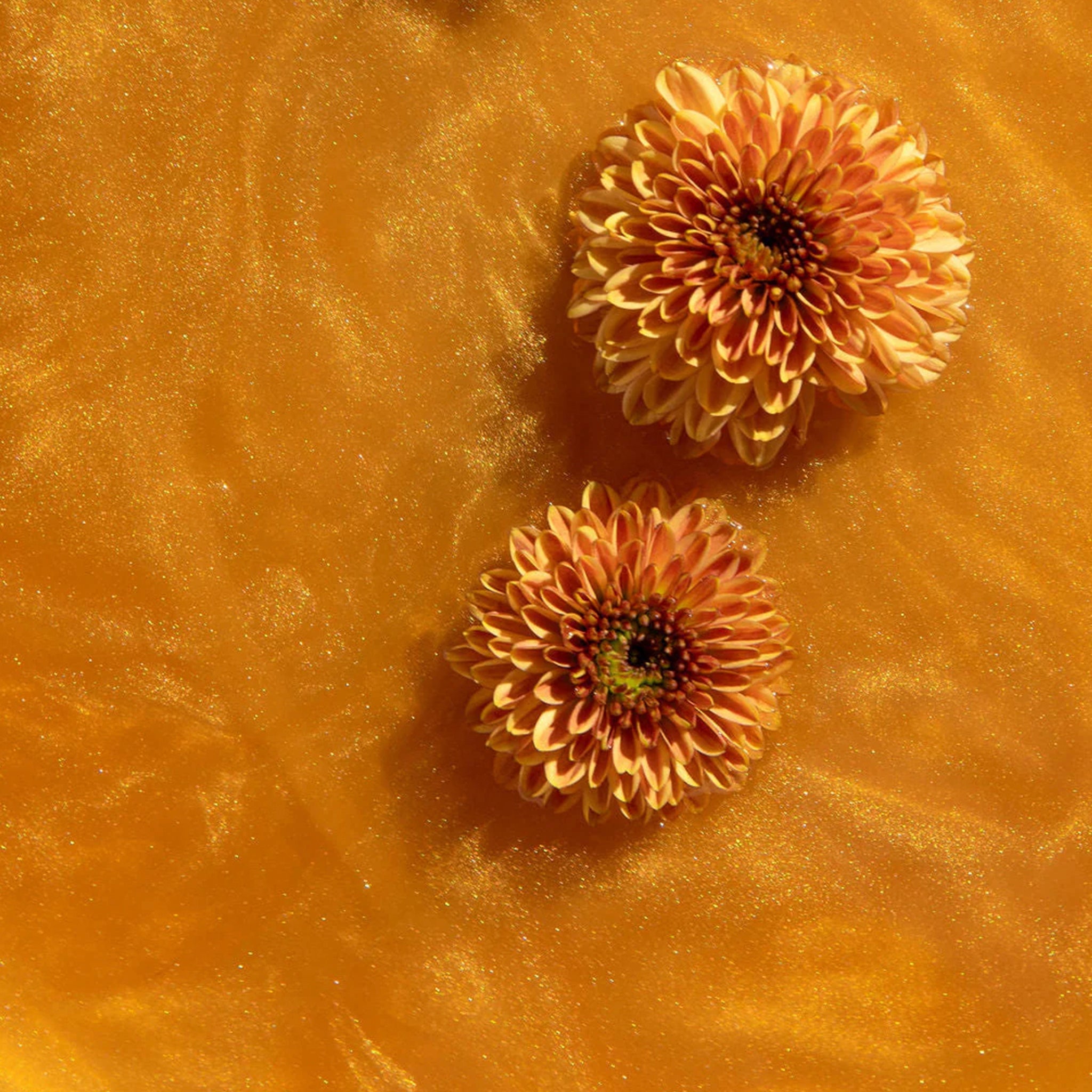 Chrysanthemums on a glittery surface.