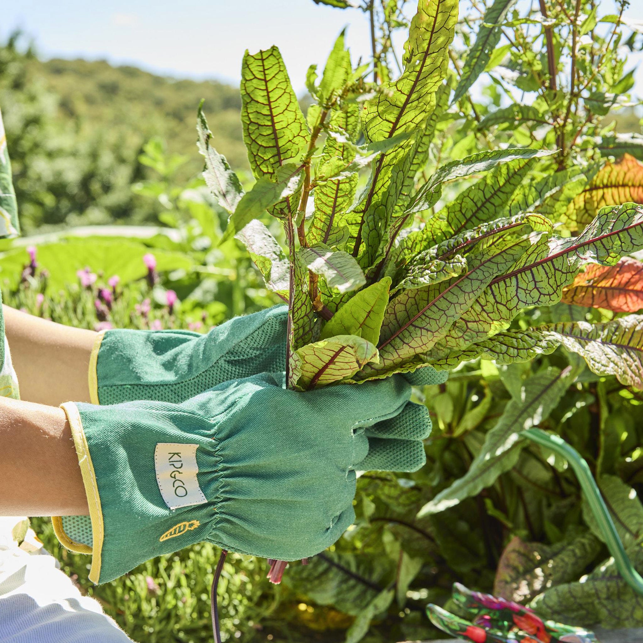 Person wearing green gardening gloves holding a leafy plant in a garden setting
