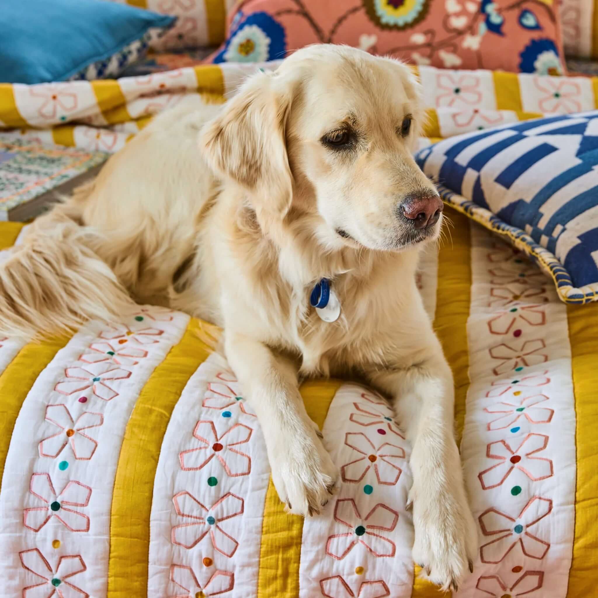 Golden retriever relaxing on the Kip & Co x Anna Spiro Daisy Chain Organic Cotton Quilted Bedspread - Large.