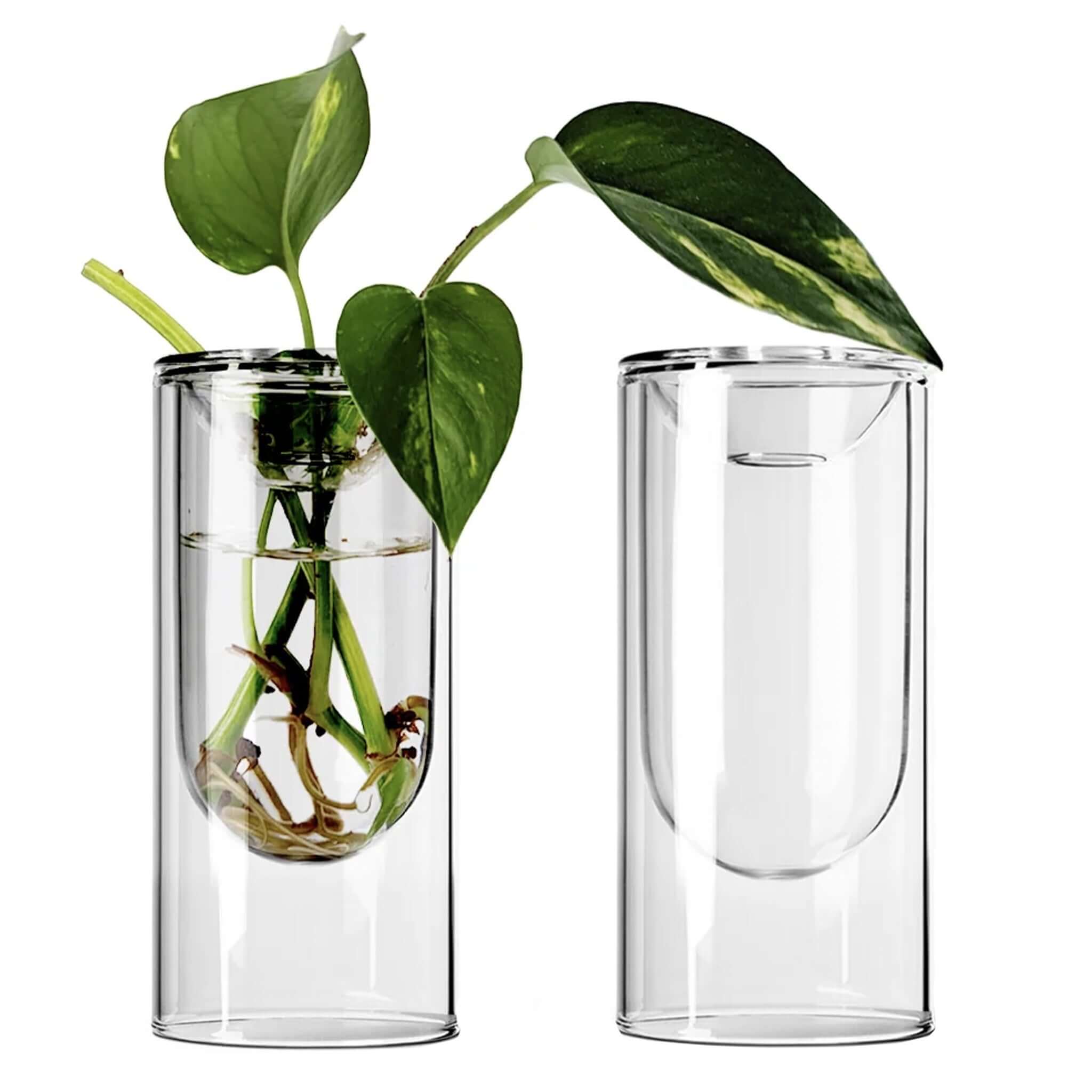Milligram Propagation Vase Set - Small Clear showcasing cuttings in clear borosilicate glass vases.
