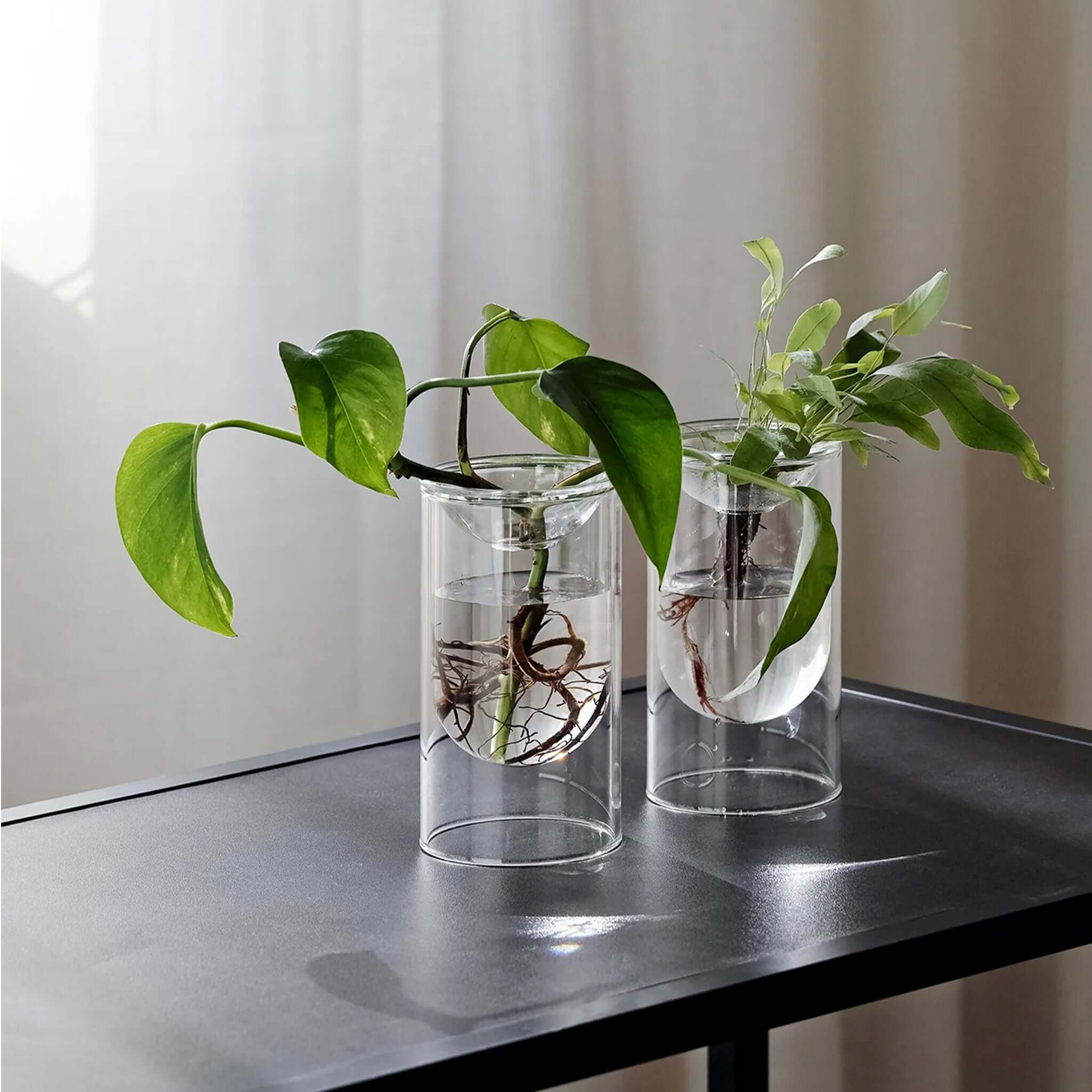 Milligram Propagation Vase Set - Small Clear with plant cuttings in borosilicate glass vases on a table.