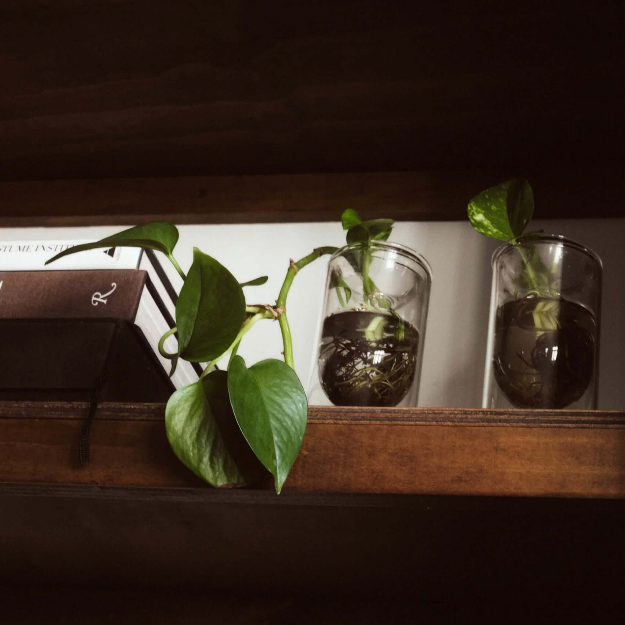 Milligram Propagation Vase Set - Small Clear holding plant cuttings with roots in glass vases.