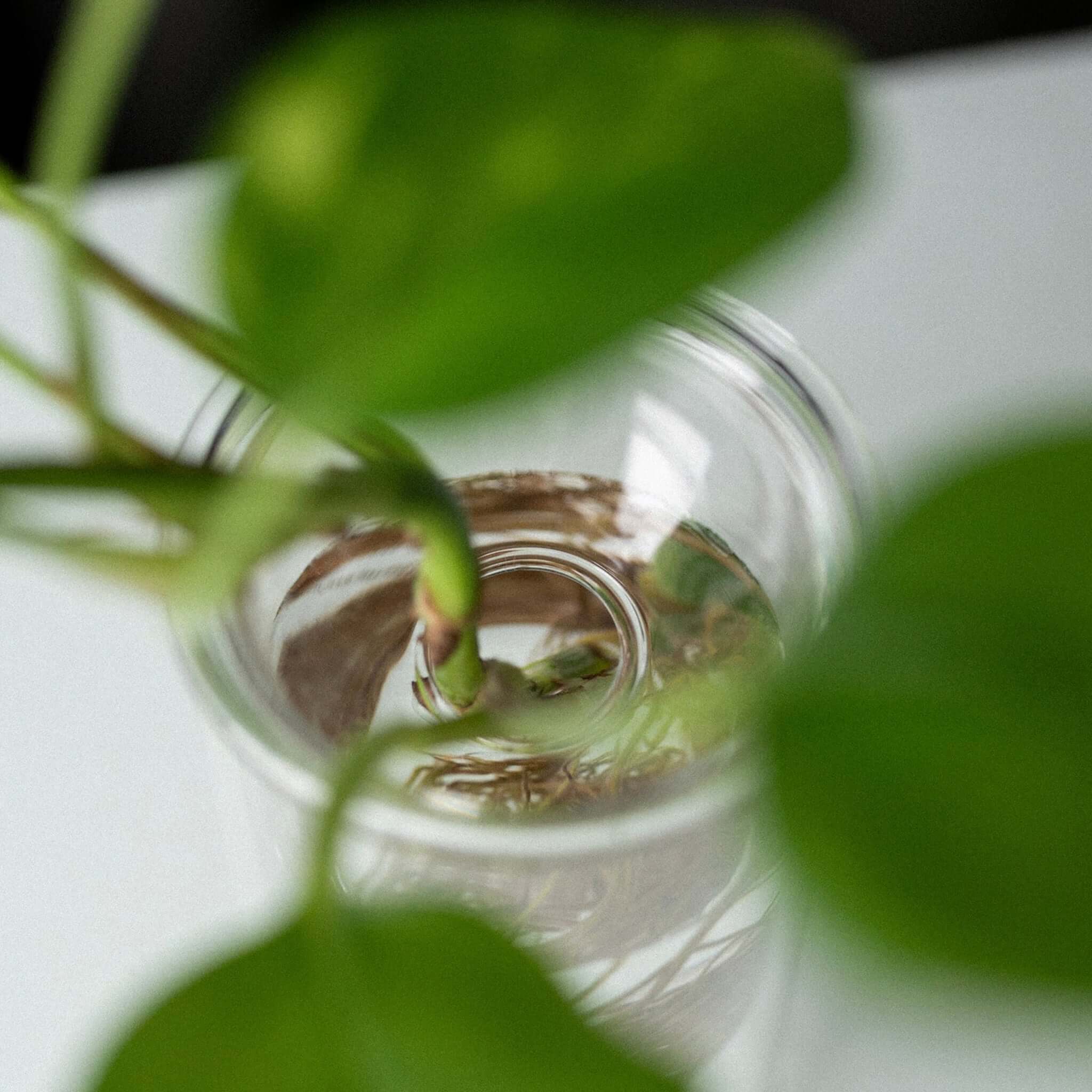Milligram Propagation Vase Set - Small Clear with clear glass and plant roots visible inside.