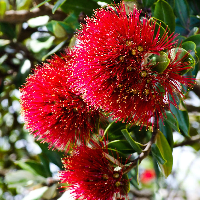 Real World NZ Repair Hand Cream Tube - Hoheria, Pohutukawa & Mandarin