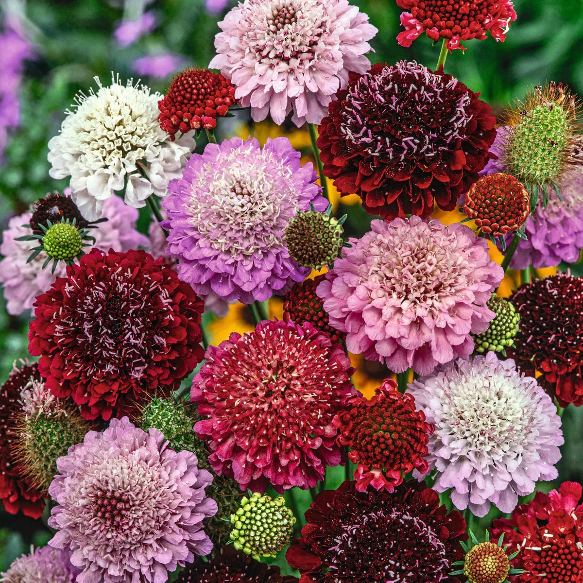 Stems of Wonder Everyday Wonders Seed Kit