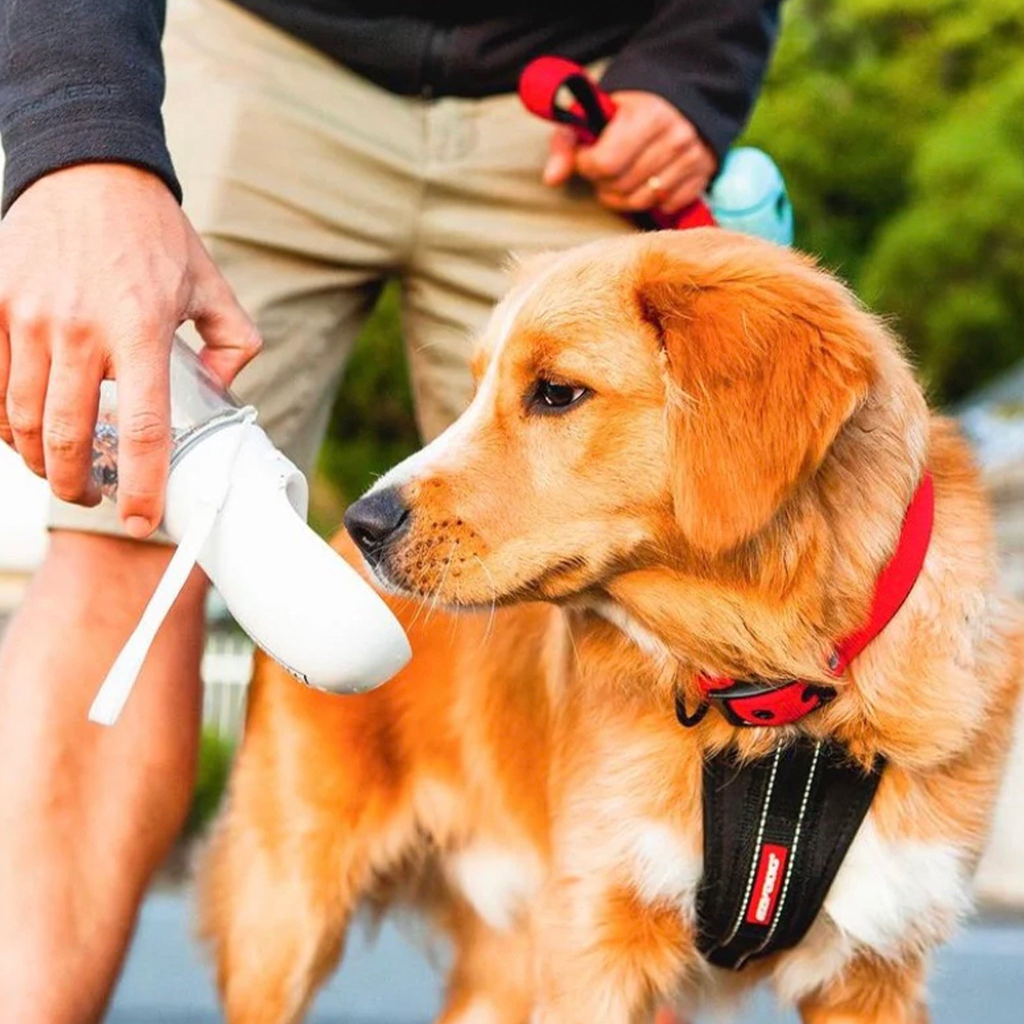 Dog wearing a red collar with a person holding a white object in the background