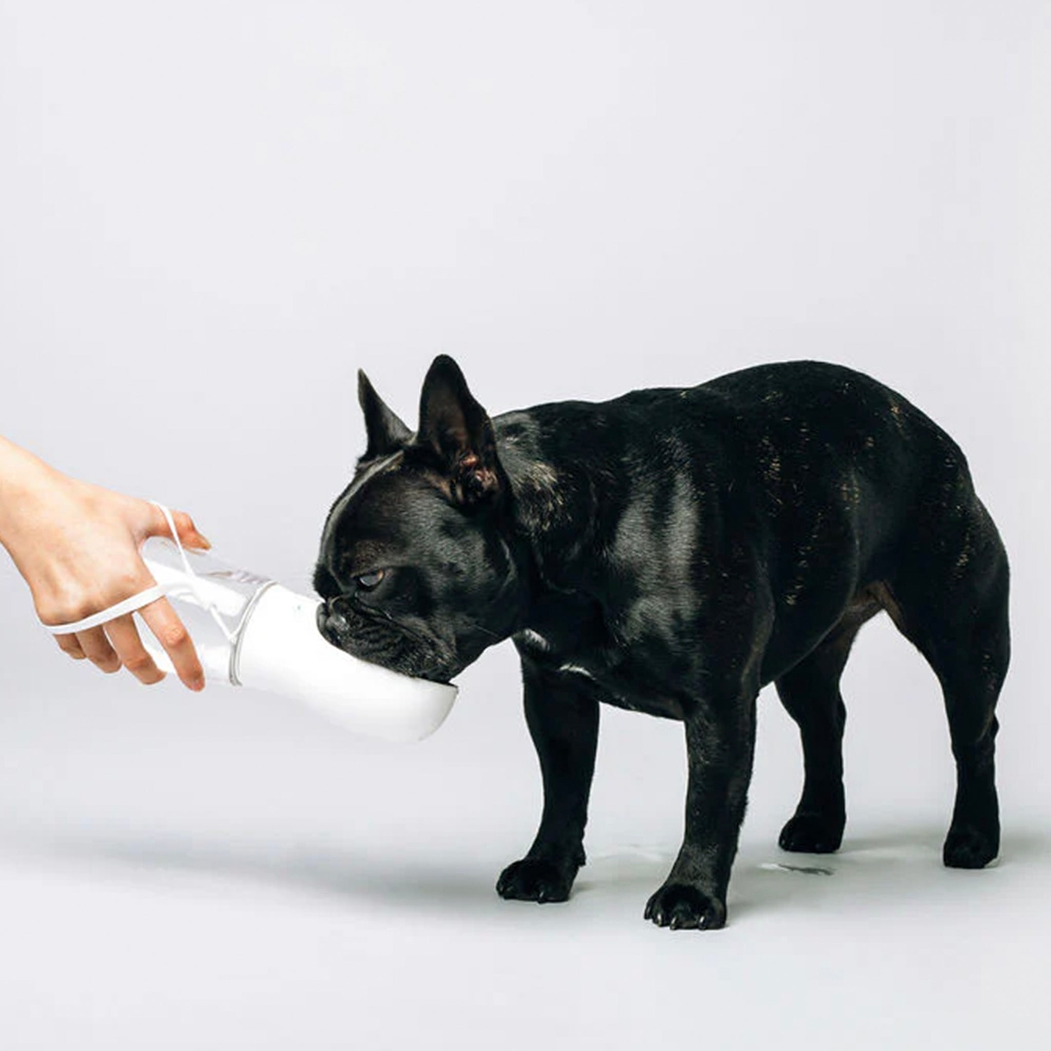 Black dog sniffing a white cup held by a hand on a light gray background