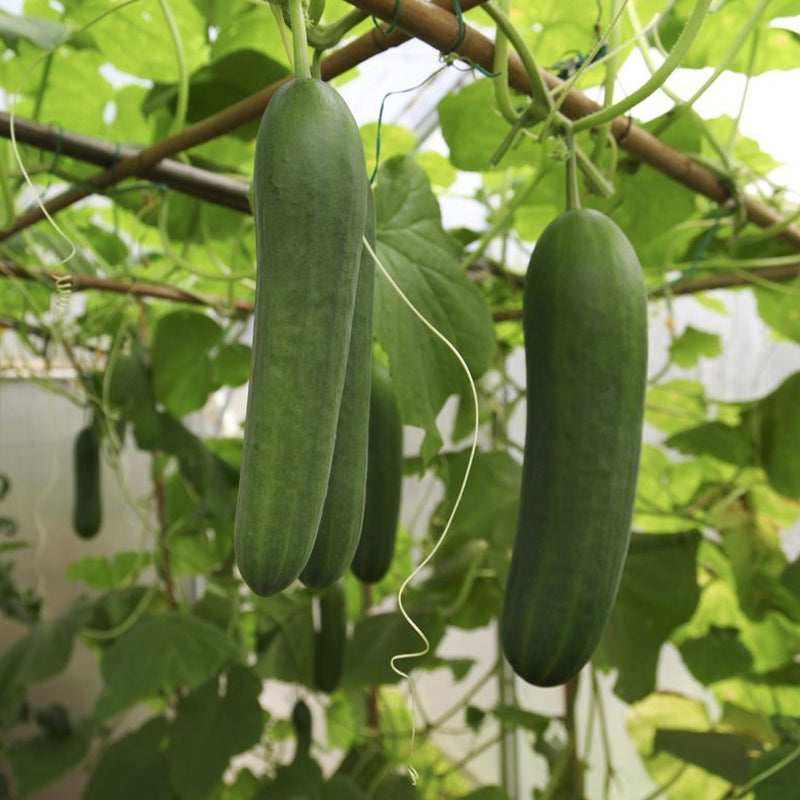 Real World NZ Revive Body Wash - Horopito, Cucumber & Mint - Tea Pea Home